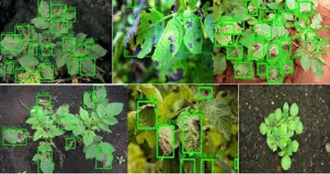 Crop Disease Detection